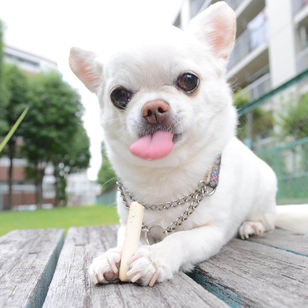 KORIKIさんのインスタグラム写真 - (KORIKIInstagram)「おはようございます♪ * #😝 #dogofsapporo #dog, #dogs, #dogstagram,#chihuahua,#犬バカ部,#チワワ,#koriki, #hanadog #白スムチ連合会, #スムチー,  #dogofthedayjp, #dogoftheday  #ilovemydog #instadog #instapet #WhiteChihuahua  #吉娃娃 #치와와  #dogsofinstagram #Chihuahualover  #チワワの輪 #barkbox #WhiteChihuahuaParty #もふもふモフモフ」6月10日 6時04分 - koriki_dog