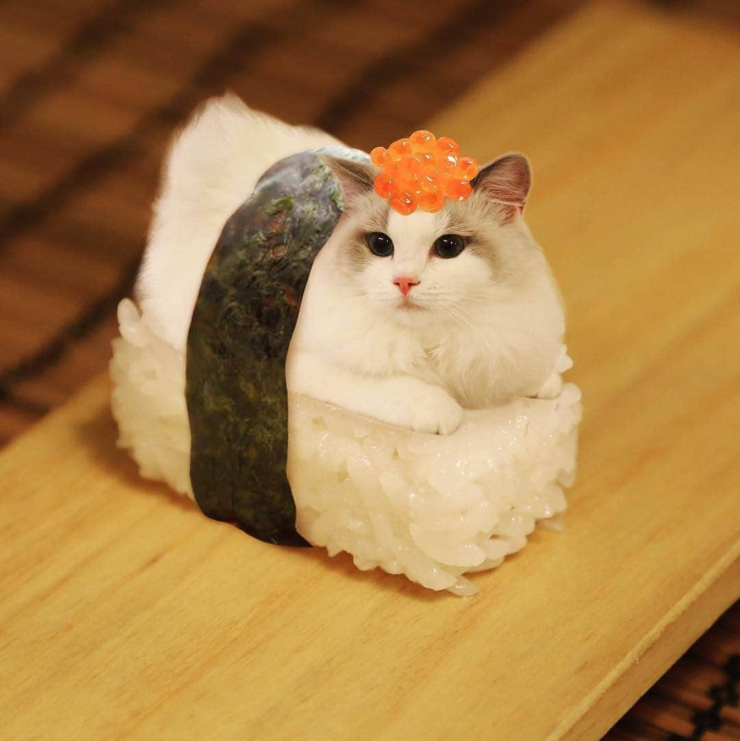 Pleasant Catsさんのインスタグラム写真 - (Pleasant CatsInstagram)「📷 from @ragdolluna "Mama made me a sushi, hmmmmmm I bet I look very delicious! 🍣" #pleasantcats」6月10日 6時04分 - pleasantcats