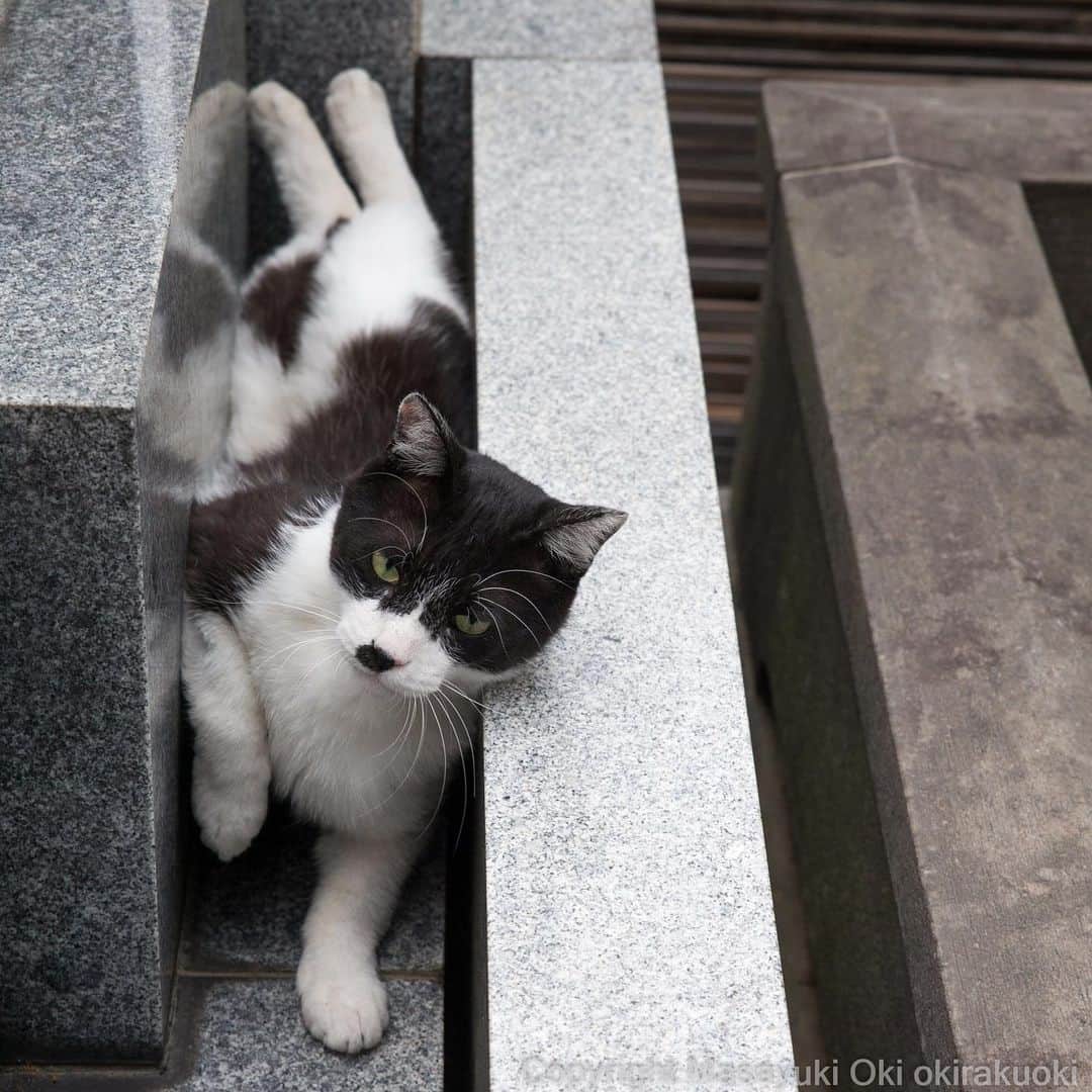 Masayukiさんのインスタグラム写真 - (MasayukiInstagram)「隙間。  おはようございます。 Good morning from Tokyo Japan☔️ #cat #ねこ」6月10日 7時18分 - okirakuoki