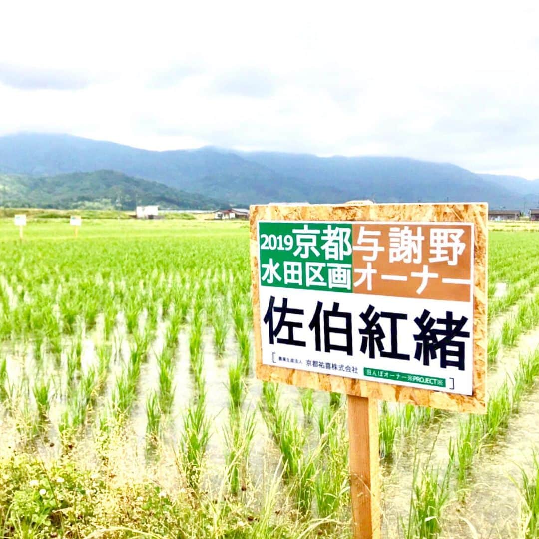 佐伯紅緒さんのインスタグラム写真 - (佐伯紅緒Instagram)「最新の田んぼです。 べにおとめ、今年も順調。 コウノトリに次いであまがえるが来てくれて嬉しいです。  #田んぼオーナー #京都祐喜 #与謝野米 #べにおとめ」6月10日 13時17分 - beniosaeki