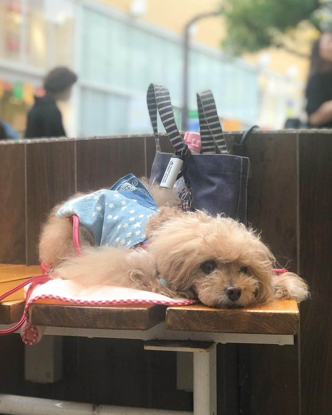 Toypoodle Mikuru?Asakusa Tokyoのインスタグラム：「20190610 Monday. Good morning! Friends 😍 . Does a daddy have not yet come...? . パパまだかなぁ？ . みきゅるん パパのお買物にお付き合いできるようになりましたよ😄 近所ですが😉 . 20190609 Sunday pic. . #iPhone 撮影ですが #パパ待ってるけど来ても華麗にスルー #みくるはパパよりオニク」