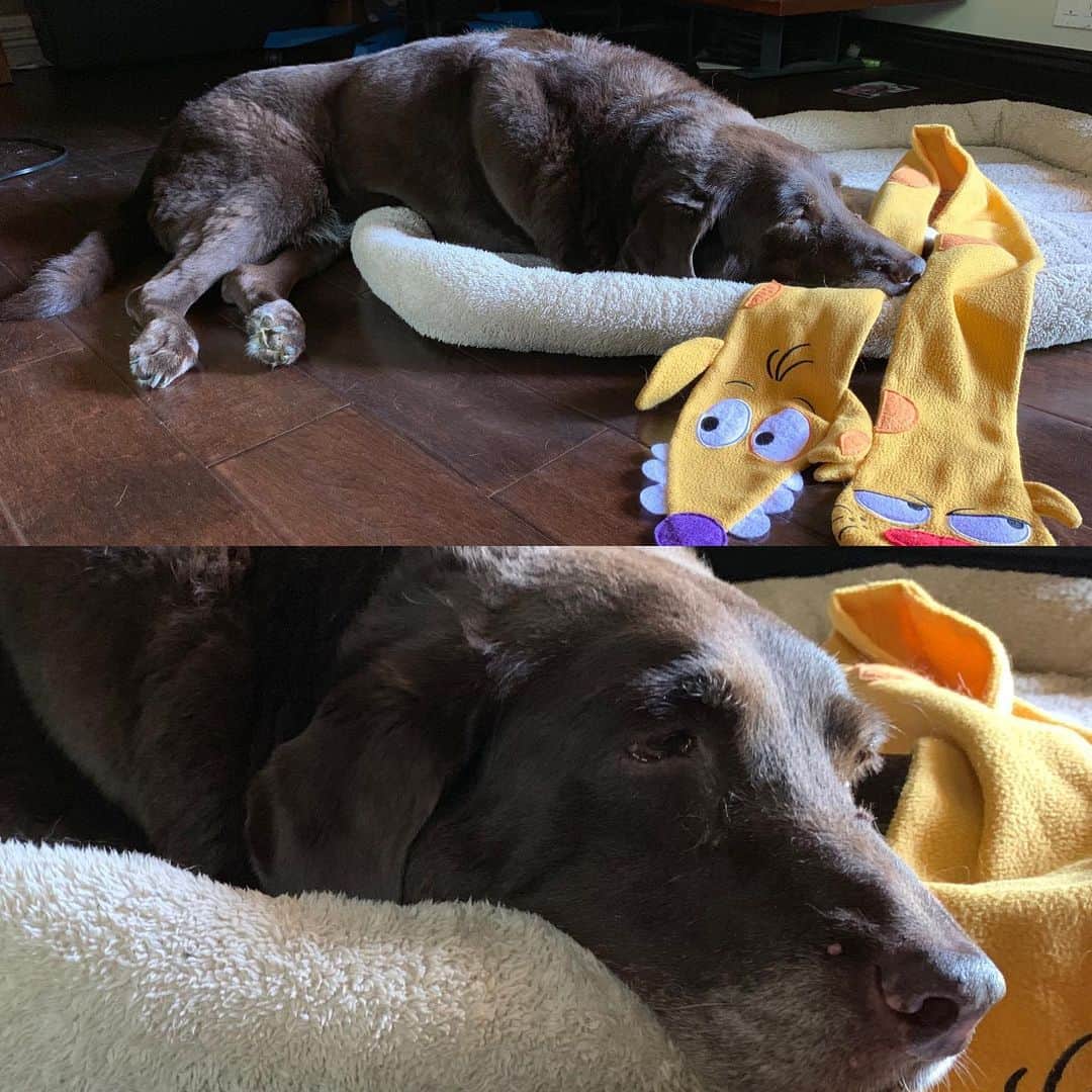 ケヴィン・スミスのインスタグラム：「This is Louis (aka Pooey) - the dog I never talk about but love dearly. She’s 15 and near the end of her run, so she relies on me for everything. When folks suggest putting the old girl to sleep, I say “Why? She gets plenty of that.” The #CatDog “magic walking scarf” is how we get around: I sling the scarf under her hips and lift so she doesn’t have to support her own weight when she gets up or walks. Essentially, the scarf and I act as her back legs now. Whoever stuffed it into the @lootcrate box I received years back had zero clue this licensed notion would give anybody the power to actually walk. You see a novelty scarf but Pooey and I see salvation. #KevinSmith #dogs #mansbestfriend #dogsofinstagram」