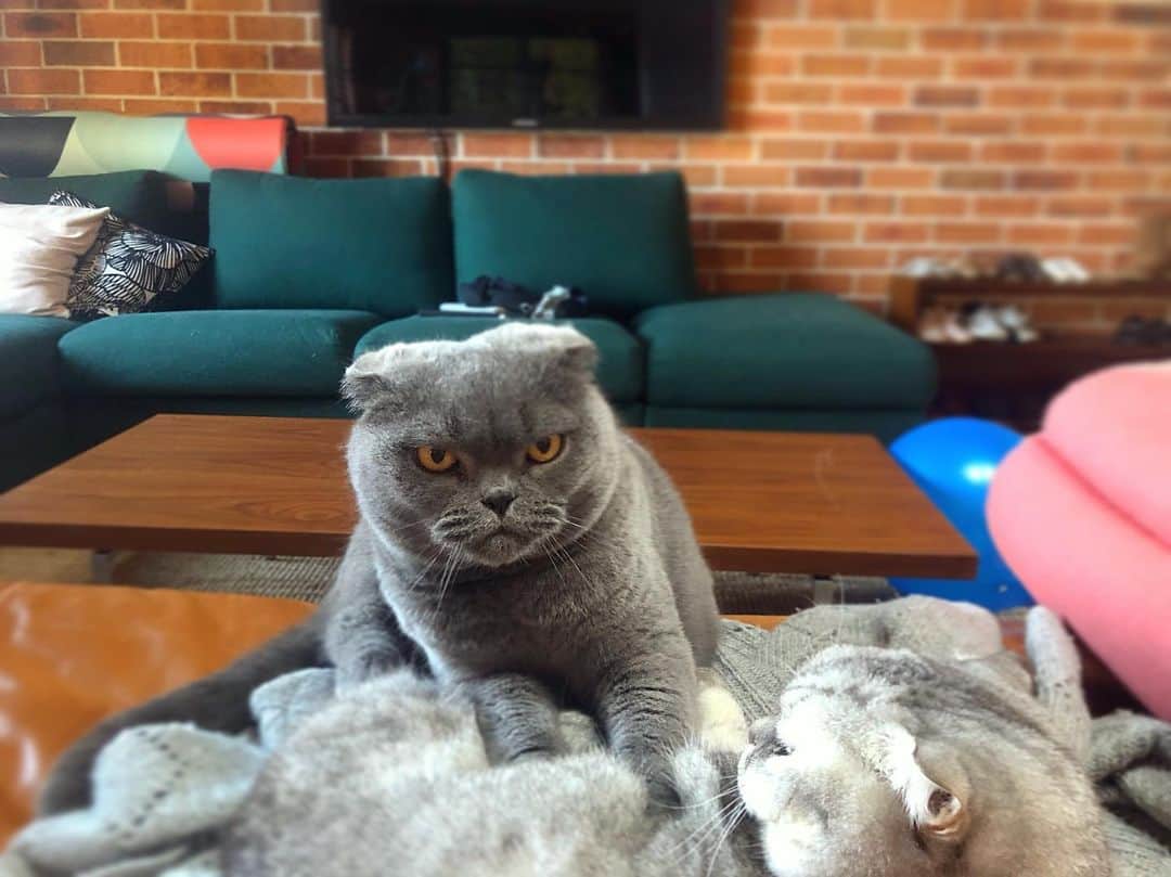 Baconのインスタグラム：「Who is your spirit animal? Bacon or Maple? 😹🥓🍁 #spiritanimal #baconandmaple #catlife」