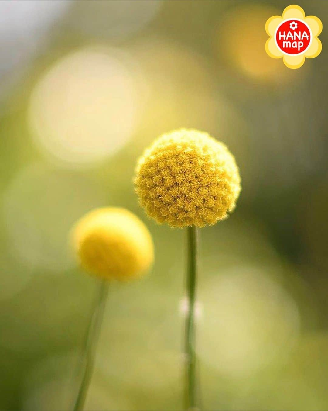 はなまっぷ❁日本の花風景さんのインスタグラム写真 - (はなまっぷ❁日本の花風景Instagram)「🌸はなまっぷ🌸 * @tom5465tom さんの  花のある風景に花まるを💮 * 楽器を鳴らすバチのように、まん丸可愛いクラスペディアをありがとうございます😊🌸 * 🌼クラスペディアの花言葉📝🌼 心の扉をたたく、永遠の幸福 * 見頃を過ぎている場所もご紹介しています。お出かけの際はHP等で最新の情報をご確認くださいね🙏🌸 * 🌸•••🌸•••🌸•••🌸•••🌸•••🌸 * いつも素敵なお花をありがとうございます😊 日本の花のある風景にタグ付けしてください🌸 お花があれば何でもOKです💓 * #はなまっぷ * #日本の美しい花風景#花のある風景#花#花言葉#花畑#ゴールドスティック#グラスペディア」6月10日 8時12分 - hanamap