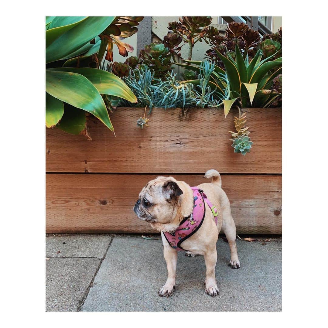 Melissa Santiagoのインスタグラム：「Instagram: succulents & subtle lighting  Reality: hiding inside the one room with a fan to avoid the heat  #DailyPug #LeicaHarrietPancakes #Pug #pugsofinstagram #pugclub #pug_feature」