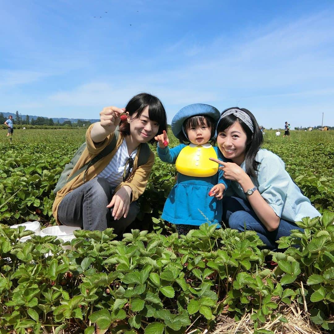 栗山麗美のインスタグラム：「初めてのStrawberry Picking🍓  娘は食べる専門になるかと思いきや、一緒に行ったゆいちゃんのお陰で夢中になってたくさん手伝ってくれました🙌✨ アメリカでは日本と違って、その場で採って洗っていないものを食べるのはO-157の危険があると聞いていたのでペットボトルを持参して水洗いして食べさせました💡  入場料は無し😳その場で採って食べる分は無料！持ち帰る分だけ量り売りでした🙌✨ しかも$2/lbととってもお得なのにびっくり‼️ 我が家はHoodという品種が気に入ってバケツ一杯に採って$8くらいでした☺️ 今シーズンあと何回行けるかな？🤔💕 #strawberrypicking #hoffmanfarm #strawberry #upick #portland #oregon #イチゴ狩り #イチゴ #アメリカ暮らし #ポートランド生活 #ポートランド #アメリカ子育て #アメリカ育児」