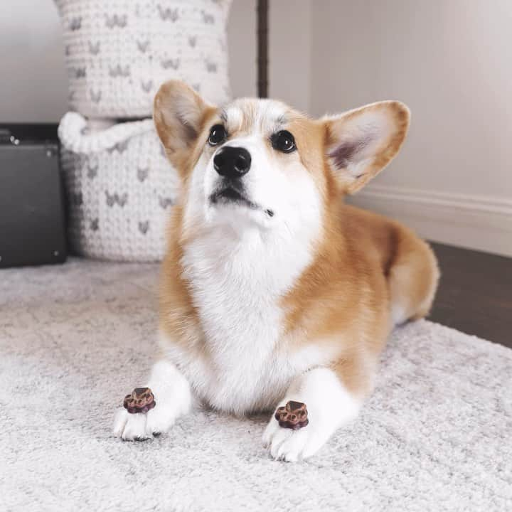 Geordi La Corgiのインスタグラム