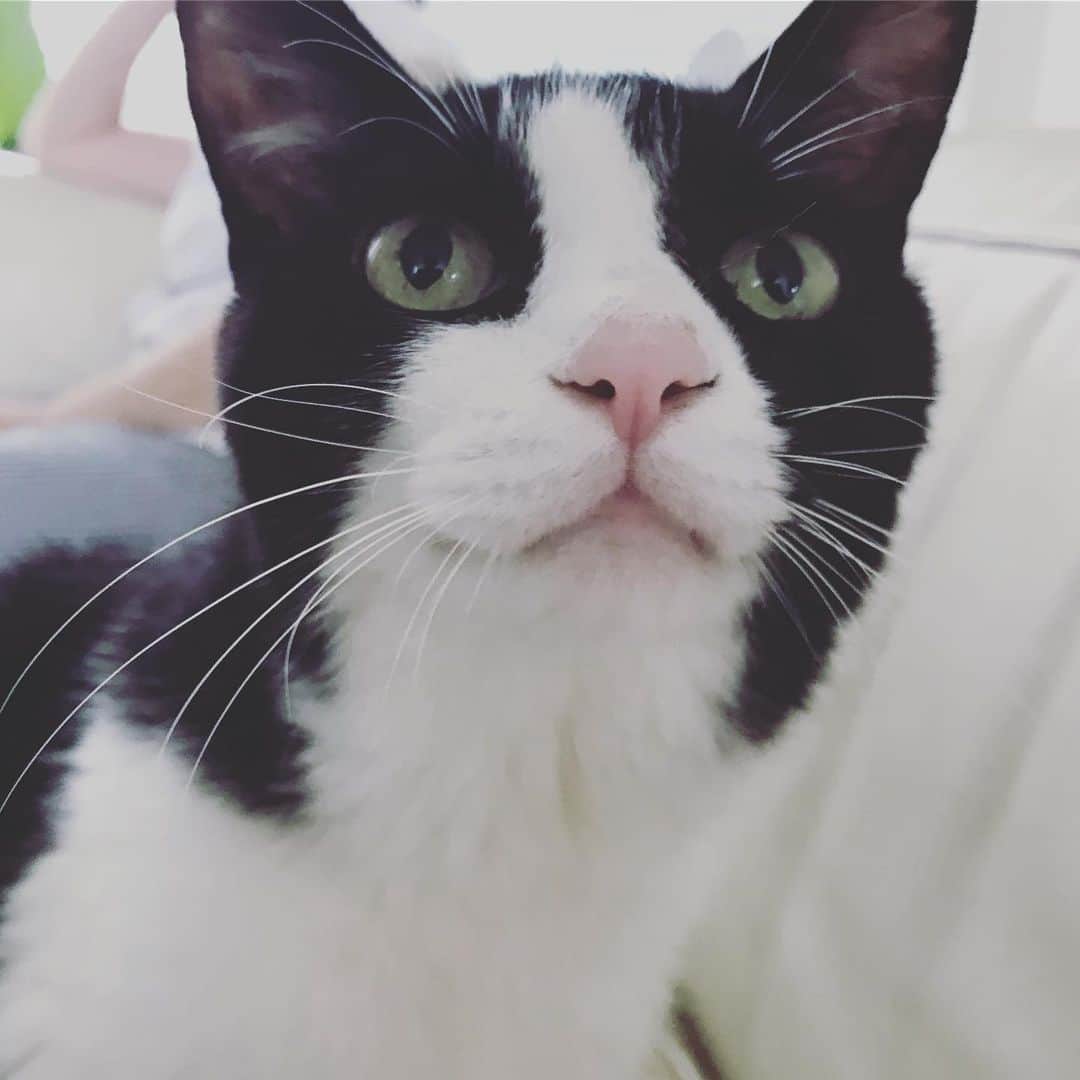 二ノ宮知子さんのインスタグラム写真 - (二ノ宮知子Instagram)「おはようございます。 今日は曇りなので猫の目が丸めです。」6月10日 8時44分 - tomokoninomiyaa