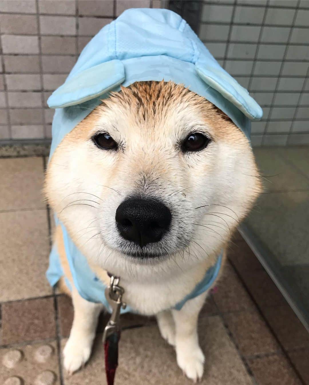 柴犬のモモさんのインスタグラム写真 - (柴犬のモモInstagram)「おはようございます。雨です。 #ほっかむり と #カッパ隊 と #柴ドリル で朝から大忙しのモモさん #いぬ #イヌ #犬 #柴犬 #赤柴 #日本犬 #犬バカ部 #ふわもこ部 #いぬら部 #癒しわんこ #柴犬マニア #犬のいる暮らし #口角キュキュッと部 #shiba #shibainu #shibadog #dogstagram #dogsofinstagram #shibastagram #shibasofinstagram #shibamania #inu #instadog #toyota_dog」6月10日 8時50分 - shi_ba_i_nu_momo