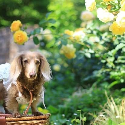 くるみんさんのインスタグラム写真 - (くるみんInstagram)「* 先月末、念願の薔薇咲くアカオハーブ&ローズガーデンに行って来ました  #ミニチュアダックスフンド #ミニチュアダックスフント #ミニチュアダックス #イザベラタン #イザベラ #ダックス多頭飼い #ダックスフント #ダックスフンド #ダックス #アカオハーブアンドローズガーデン #熱海 #薔薇 #バラ園 #ローズガーデン #all_dog_japan #east_dog_japan #dogstagram #dachshundgram #dachshund #instagramdog #instadachs #kyounodachs #todayswanko #7pets_1day #わんこなしでは生きていけません会 #ワンコなしでは生きて行けません会 #ワンコ大好き倶楽部公式 #いぬばか部 #いぬすたぐらむ #短足部  @wanko_love_club」6月10日 9時08分 - michirumugiazu