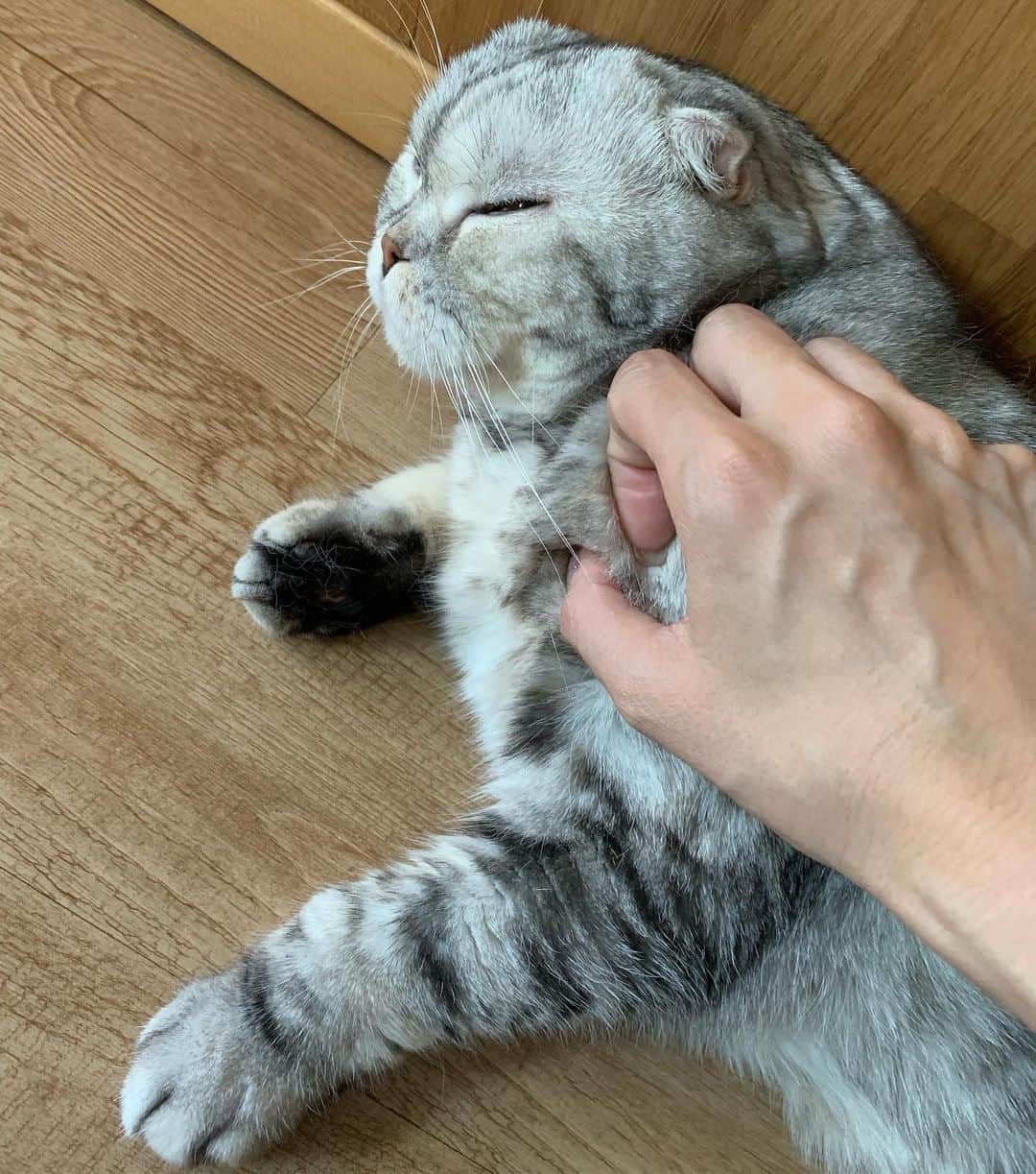 のインスタグラム：「ขอนอนต่อแป๊บนะคะยาย #นาล่า #lazymorning」