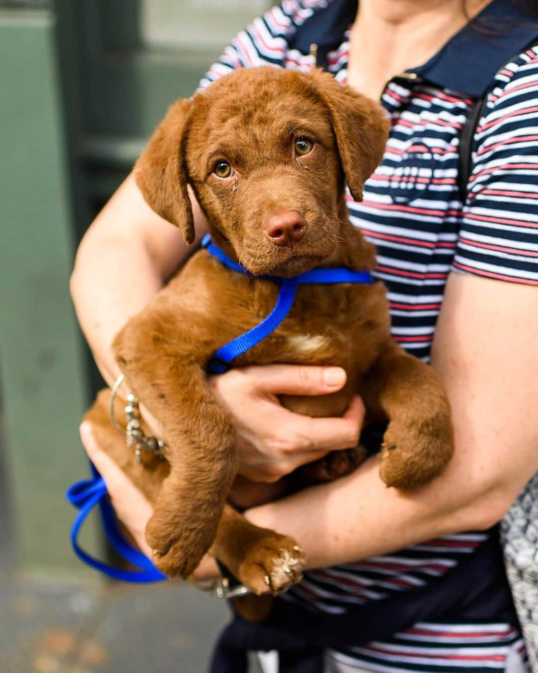 The Dogistさんのインスタグラム写真 - (The DogistInstagram)「Sarah, Chesapeake Bay Retriever (2 m/o), Spring & Wooster St., New York, NY」6月10日 9時51分 - thedogist