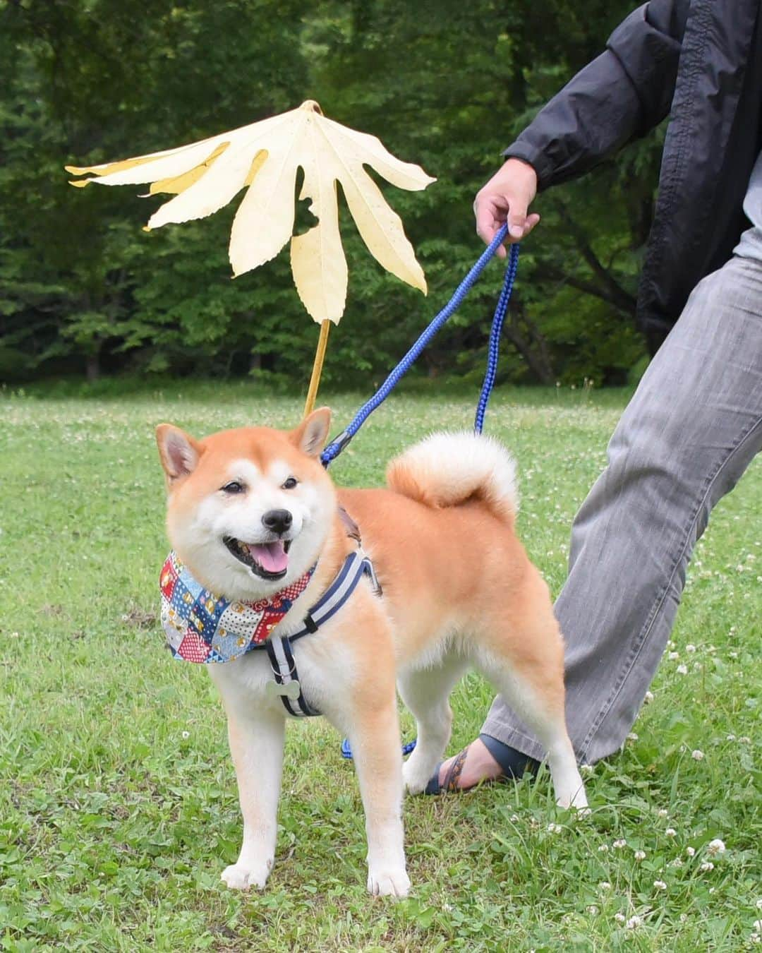 meekooさんのインスタグラム写真 - (meekooInstagram)「中国地方からはるばる千葉へやってきた八兵衛くん🐕✨ 澄ました佇まいが最高にオットコマエでした😍 チャリティーイベント「かぼすちゃんの一日花屋さん」の顔馴染みメンバーで一緒にお散歩したよ🐾  #かぼすちゃんと八兵衛くんとおさんぽ #佐倉城址公園 2019.6.9撮影」6月10日 9時54分 - meekoo