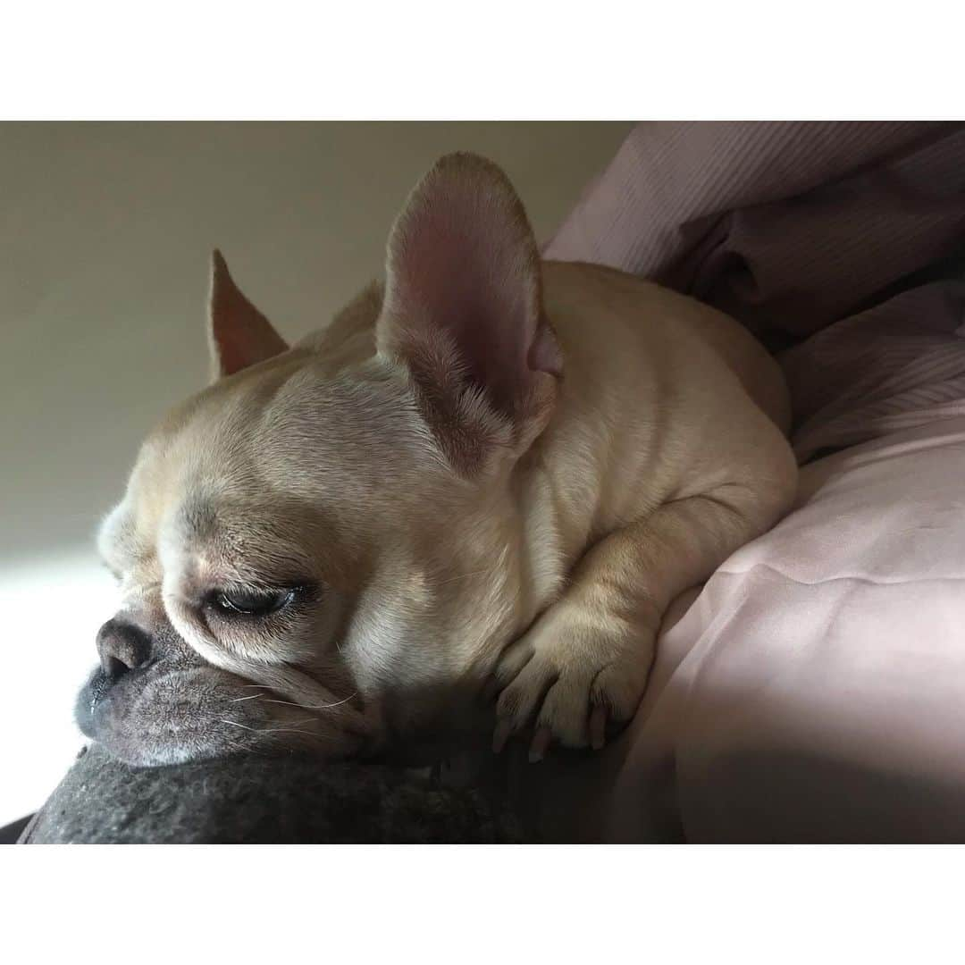 千田愛紗さんのインスタグラム写真 - (千田愛紗Instagram)「賴床Hana🌻 #frenchbulldog #lazydog」6月10日 10時07分 - aisa1108