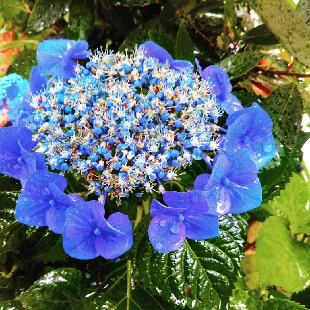 下関マグロさんのインスタグラム写真 - (下関マグロInstagram)「#紫陽花  #雨の日」6月10日 10時32分 - maguro_shimonoseki