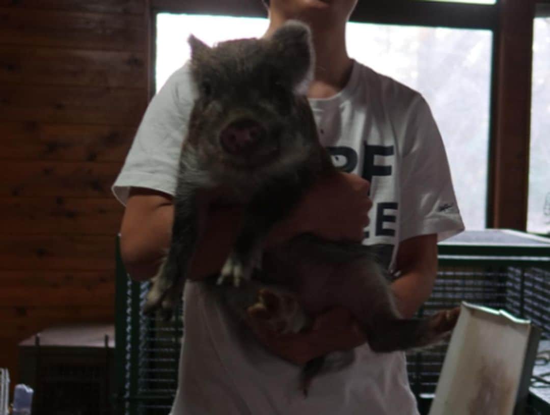 すしらーめん《りく》さんのインスタグラム写真 - (すしらーめん《りく》Instagram)「今年はウリボーくんの年らしいよ！  #いのしし年 #ツーショット #boar #animal」6月10日 10時45分 - sushi_riku