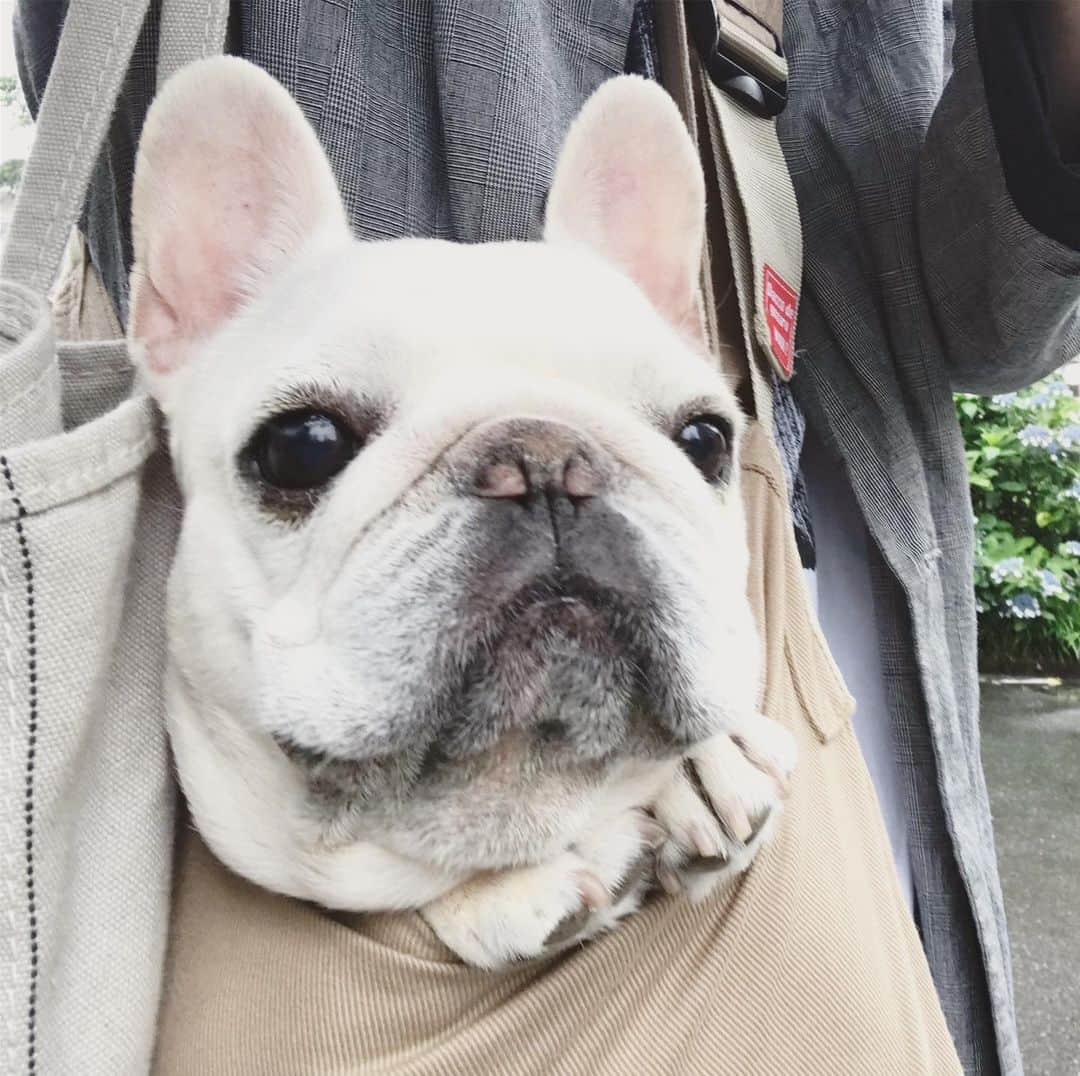 Ham-chanさんのインスタグラム写真 - (Ham-chanInstagram)「#frenchie #frenchbulldog #hamham #hamchan #フレンチブルドッグ #フレブル #はむちゃん #はむはむ  今日は一日雨だって☔️😫」6月10日 11時01分 - hide_ham_tank