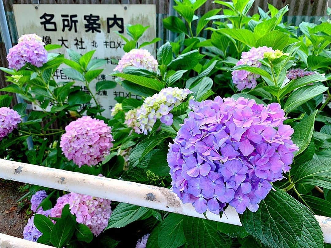 のインスタグラム：「紫陽花の季節ですね💕﻿ ﻿ でも、今日もポカポカ陽気で気持ち良き🥰﻿ ﻿ #福岡県 ﻿ #九州﻿ #梅雨入り﻿ #梅雨﻿ #紫陽花﻿ #あじさい﻿ #ポカポカ陽気」