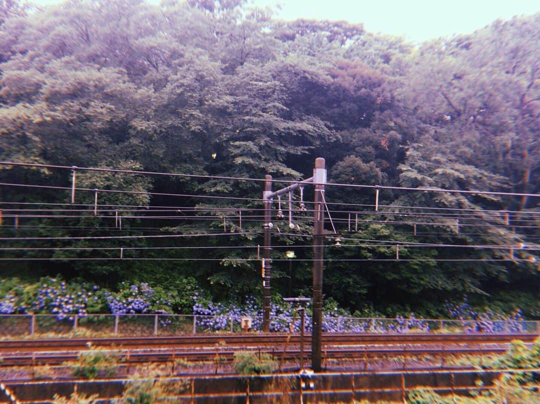 吉澤嘉代子さんのインスタグラム写真 - (吉澤嘉代子Instagram)「去年の紫陽花。今年も見に行きたい。」6月10日 11時26分 - yoshizawakayoko
