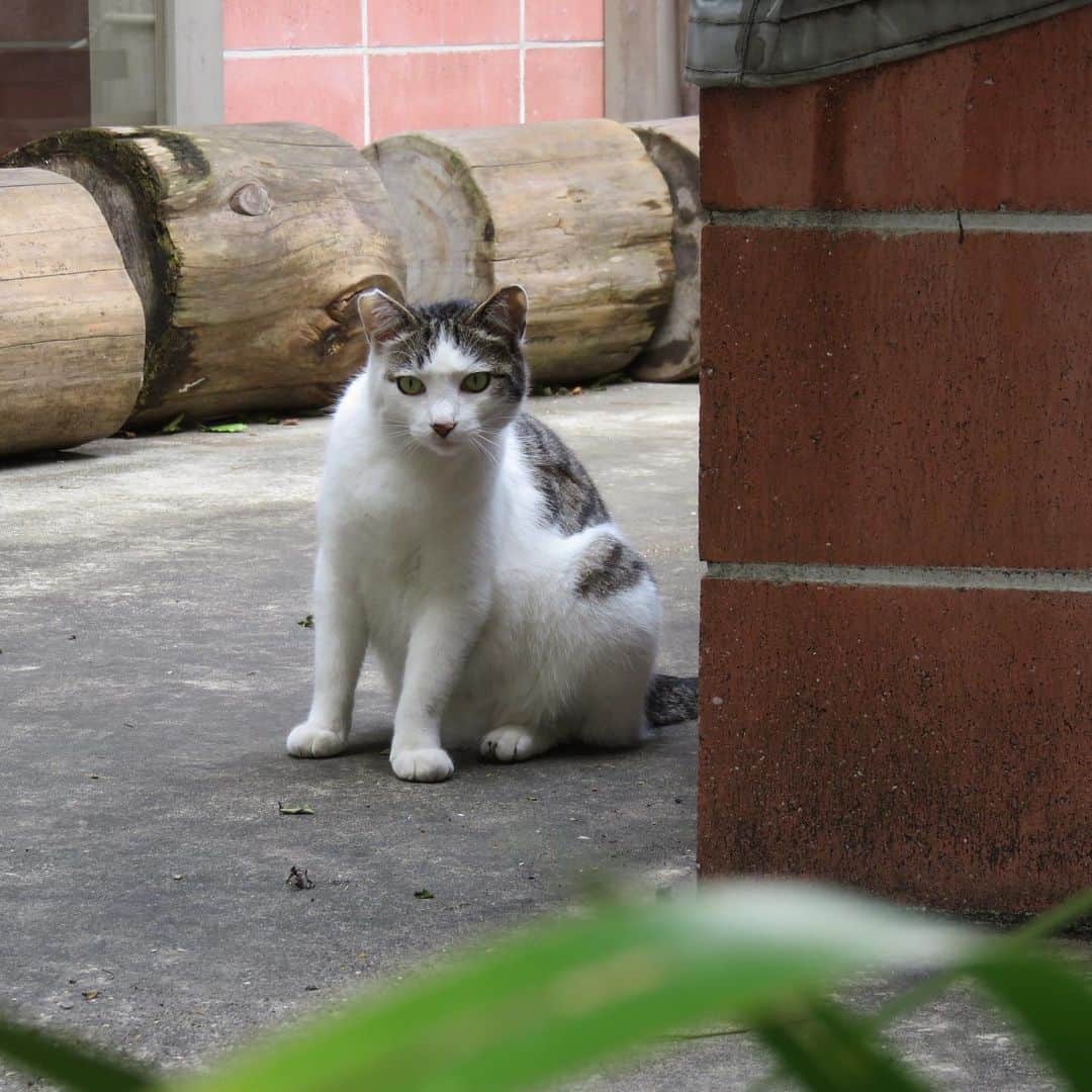 Kachimo Yoshimatsuさんのインスタグラム写真 - (Kachimo YoshimatsuInstagram)「別府猫散歩。 #別府 #beppu #cat #猫 #路地裏」6月10日 11時29分 - kachimo
