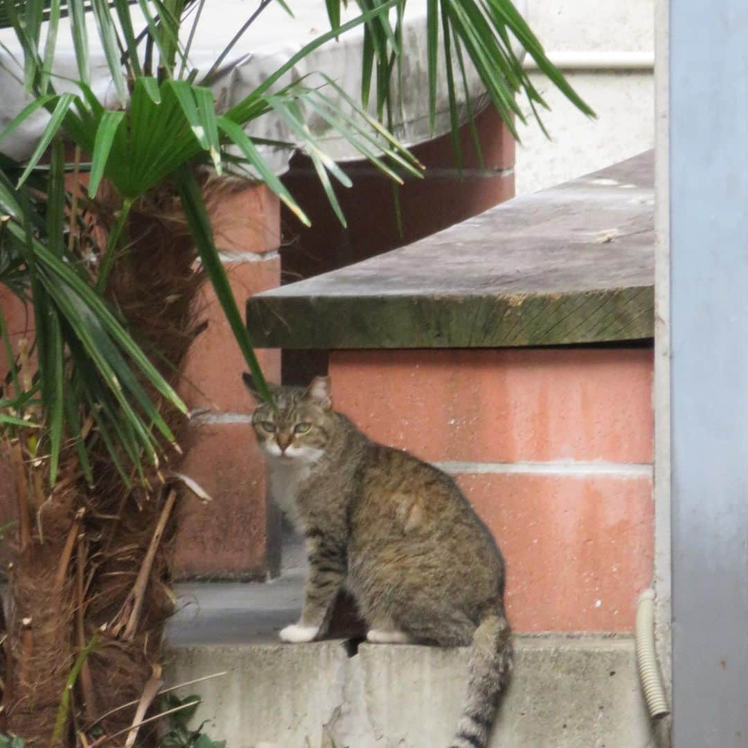 Kachimo Yoshimatsuさんのインスタグラム写真 - (Kachimo YoshimatsuInstagram)「別府猫散歩。 #別府 #beppu #cat #猫 #路地裏」6月10日 11時29分 - kachimo