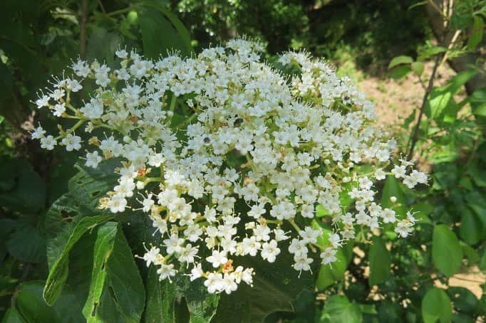 Soka Universityさんのインスタグラム写真 - (Soka UniversityInstagram)「Campus Seasonal Photos May ⑥ 丹木の歳時記 皐月⑥ ⑴ 蛍袋(ホタルブクロ・Hotarubukuro) ⑵ 文目(アヤメ・Ayame) ⑶ 忍冬(スイカズラ・Suikazura) ⑷ ドクダミ・Dokudami ⑸ 虫取撫子(ムシトリナデシコ・Mushitorinadeshiko) ⑹ ガマズミ・Gamazumi ⑺ 柘榴(ザクロ・Zakuro) ⑻ 大地縛(オオジシバリ・Oojishibari) ⑼ アカシジミ・Akashijimi ⑽ ウラナミシジミ・Uranamiakashijimi) #discoversoka #sodaigram #sokauniversity #hachioji #tokyo #japan #university #campus #nature #beautiful #創価大学 #八王子 #東京 #キャンパス #自然 #大学」6月10日 11時29分 - sokauniversity