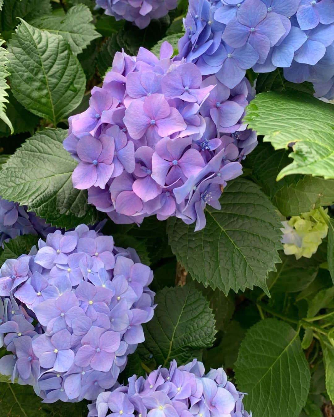 伶美うららさんのインスタグラム写真 - (伶美うららInstagram)「今日は傘が手放せない１日だそうです。 . 雨の中、 紫陽花がとっても綺麗に咲いていました♡ ピンク、紫、青グラデーションになっていました♪ お花を見ると癒されます♡ . 少し肌寒い１日です。 いつもより少し暖かくして出かけます♪ . #紫陽花 #雨の一日  #素敵な日になりますように ♡」6月10日 11時32分 - urara_reimi