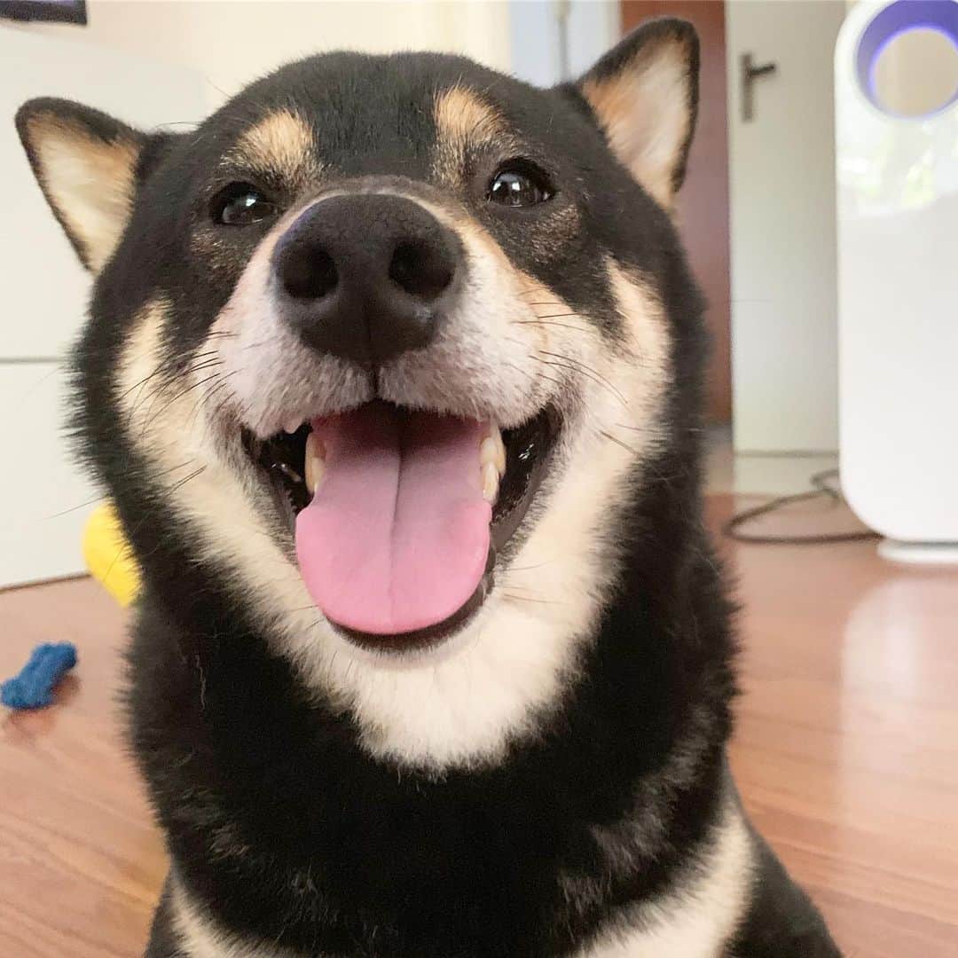 のインスタグラム：「Henlo hoomans, how’s your day? 🐾 🐾 #Keaton #🐶 #shiba #shibainu #dog #柴犬 #黒柴 #子犬 #shibalovers #shibaholics #dogoftheday #dogslife #weeklyfluff  #dogstagram  #dogscorner #shibapuppy #puppiesofinstagram」