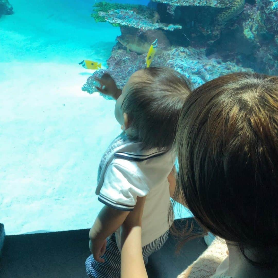 野中藍さんのインスタグラム写真 - (野中藍Instagram)「** お誕生日当日は大好きな水族館に行きました🐠 息子も楽しそうでよかったです👶 その後、サンシャインのTHE DOMEというお店でお食事をしました🍽 ナイフとフォークでいただくお料理なんて久しぶりでした♡ お店の真ん中には子供が遊べるスペースがあって、ちいさなキッチンや滑り台に夢中な息子でした♪ 交代で子供を見ながらコース料理をいただけるお店なんてあるんですね！ ワインのボトルメニューもたくさんでしたし、子連れ夫婦のお祝いにはぴったりだと思います✨ ・ ・ #お誕生日 #happybirthday #池袋 #サンシャイン水族館 #サンシャイン60 #ザドーム#オーシャンカシータ #子連れレストラン #子連れレストラン東京 #子連れお出かけ#ikebukuro #aquarium #kidsspace」6月10日 20時57分 - ai_nonaka