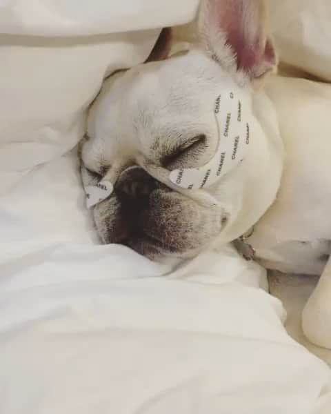 French Bulldogのインスタグラム