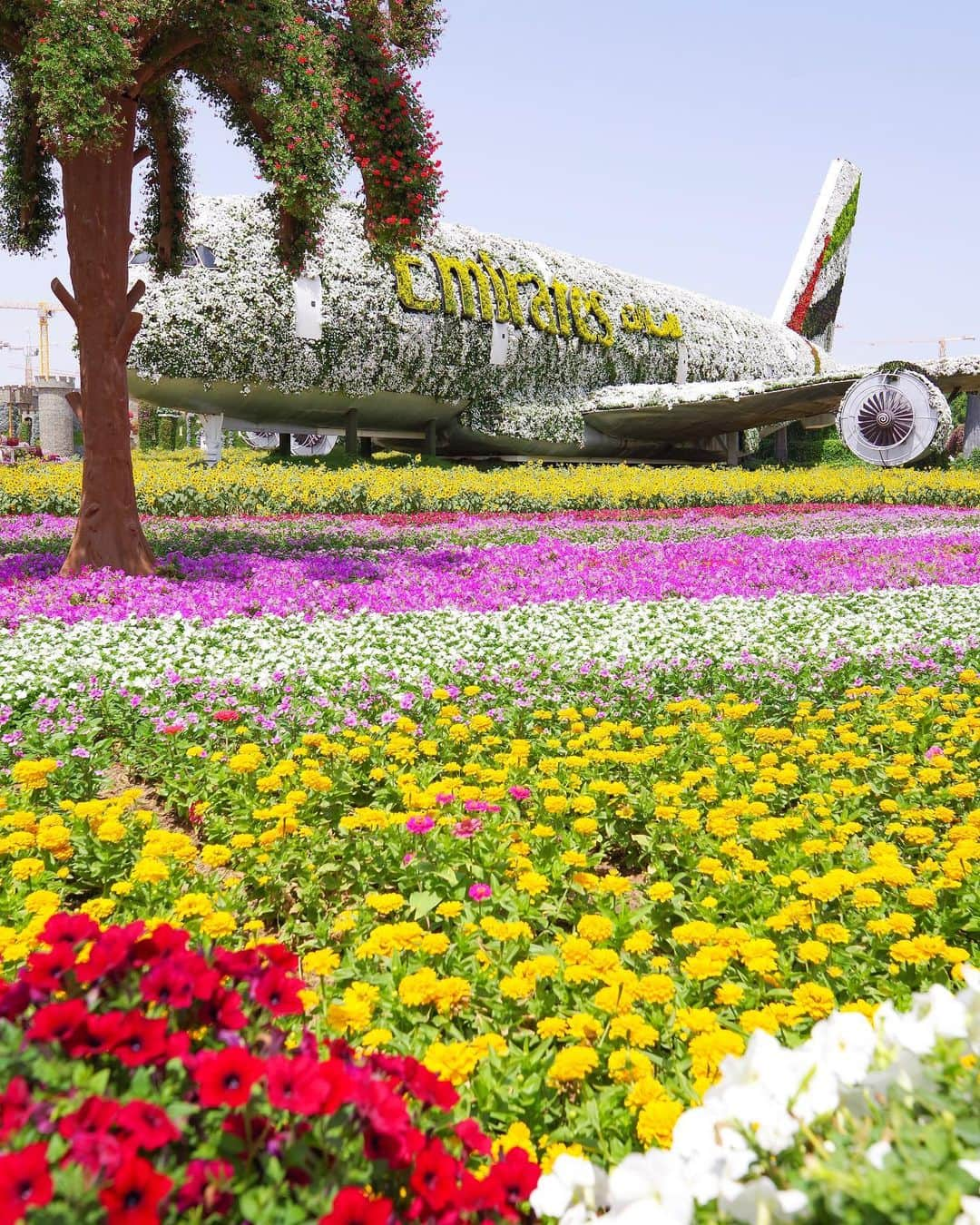 田島知華さんのインスタグラム写真 - (田島知華Instagram)「【UAE🇦🇪Dubai】 『Dubai Miracle Garden(ドバイ・ミラクル・ガーデン)』の見どころのひとつがこのエミレーツ航空の機体。 花で作られたエアバスA380に大興奮！ Copyright © TAJIHARU  PENTAX K-1 MarkⅡ  HD PENTAX-D FA 15-30mmF2.8ED SDM WR HD PENTAX-D FA 28-105mmF3.5-5.6ED DC WR  南イタリア取材について絶賛インスタストーリーズ更新中なので、プロフィールのハイライトからぜひご覧ください💕 _ #たじはるトリップ #TAJIHARU_uae #アラブ首長国連邦 #ドバイ #中東 #ミラクルガーデン #エミレーツ航空 #unitedarabemirates #uae #abudhabi #dubai #miraclegarden #emirates #emiratesa380 #visitdubai #wonderful_places #beautifuldestinations #beautifulplace #earthpix #discoverglobe #discoverearth」6月10日 21時06分 - haruka_tajima