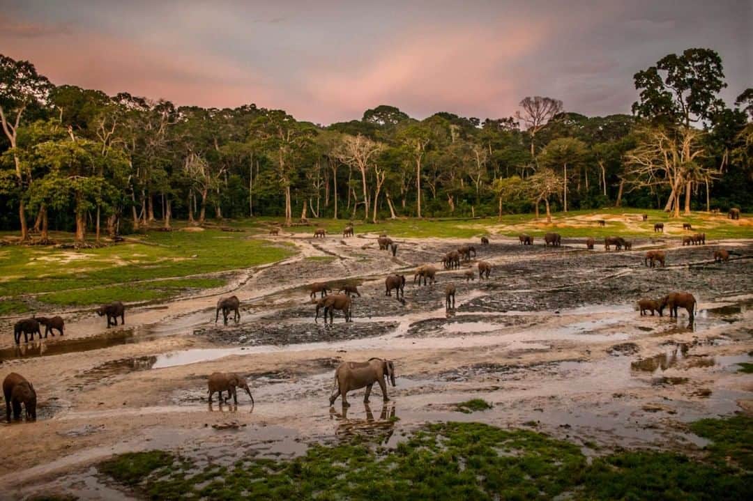 のインスタグラム：「Photo by Pete Muller @pete_k_muller | I first catch sight of the clearing from the depths of the forest. I'm sweating heavily. I'm nervous, too, because unhabituated forest elephants move in the trees just beyond the path. The forest is so dense that a group of them could be standing only a few feet away and you might not realize it. Being with large animals on their terms is humbling. Suddenly, it seems, the trees recede and we arrive to a splendor unlike anything I've seen before or since. At dawn and dusk, hundreds of elephants gather to drink the nutrient-rich subterranean waters percolating up to the clearing. In this part of the Central African Republic, such a clearing is known as a "bai," a word in Aka language that describes naturally open places where animals gather to eat. Standing on the edge, I momentarily forget the war that rages in the villages beyond and feel as though I'm looking at another era of the Earth's history, one in which human beings were peripheral or not yet in existence. I consider our contributions and the cost at which they came. For a moment, deep in the central African forest, the only sounds are those emerging from the creatures below.」