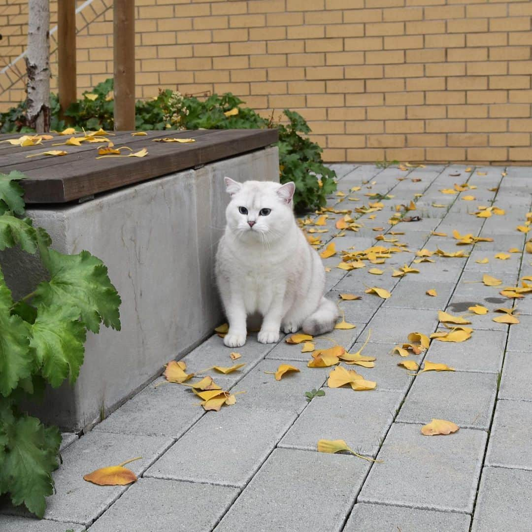 コビーさんのインスタグラム写真 - (コビーInstagram)「Yoo-hoo, birdies. Come out, come out wherever you are.😈」6月10日 21時38分 - cobythecat