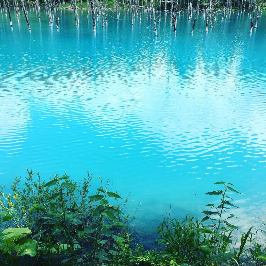 SHUUBIさんのインスタグラム写真 - (SHUUBIInstagram)「富良野から更に美瑛へ！！！ 青い池  という場所に連れていっていただきました！  想像をはるかに越えて 青く美しい世界でした！！！ 日本の自然にこんな美しい場所があるんだ！！ 感動しました😭😆💕 北海道はいつきても最高！！！！！ #北海道 #美瑛 #青い池 #最高 #自然 #青の世界 #美しすぎる #想像以上 #おすすめスポット #旅行 #旅行好きな人と繋がりたい #shuubi #20周年 #ツアー #札幌公演 #ありがとう #音楽 #音楽好きな人と繋がりたい #北海道満喫」6月10日 21時37分 - shuubihidemi
