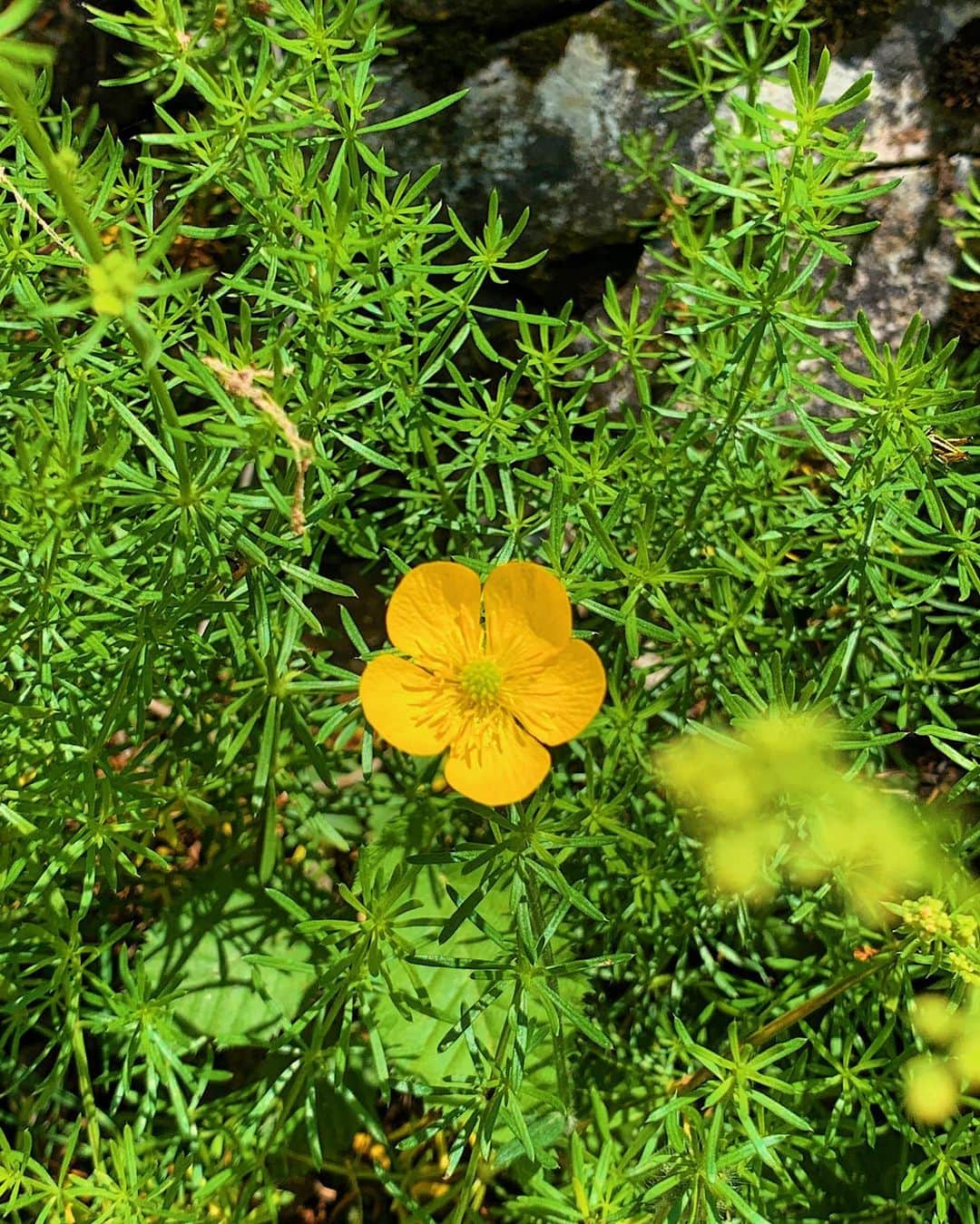 Amata Chittaseneeさんのインスタグラム写真 - (Amata ChittaseneeInstagram)「#buttercup 🌼😳 บอกแล้วชอบดอกไม้ข้างทาง」6月10日 21時37分 - pearypie