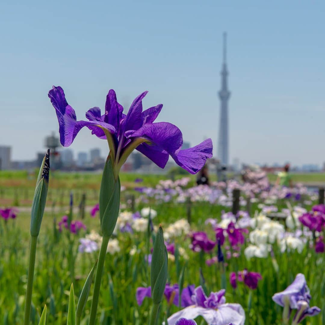 All Nippon Airwaysさんのインスタグラム写真 - (All Nippon AirwaysInstagram)「It’s flower hour at the Katsushika Festival and the purple #irises are in full bloom. With more than 6,000 plants in 200 varieties, bring a friend and frolic through the fields! 💜」6月10日 21時44分 - allnipponairways