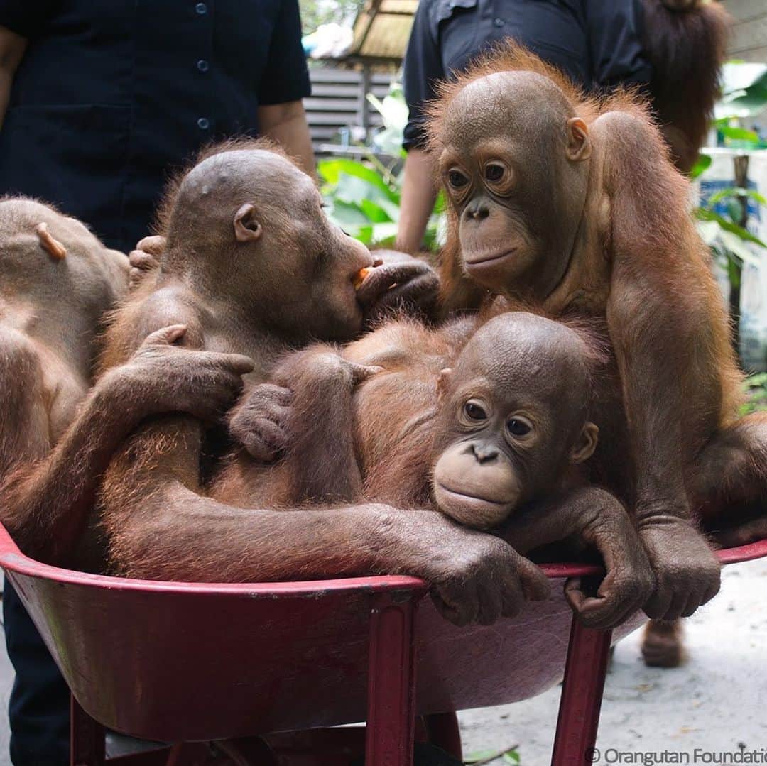 OFI Australiaさんのインスタグラム写真 - (OFI AustraliaInstagram)「Off to forest school. _________________________________ 🐒 OFIA Founder: Kobe Steele 💌 kobe@ofiaustralia.com | OFIA Patron and Ambassador: @drbirute @orangutanfoundationintl www.orangutanfoundation.org.au 🐒  #orangutan #orphan #rescue #rehabilitate #release #BornToBeWild #Borneo #Indonesia #CampLeakey #orangutans #savetheorangutans #sayNOtopalmoil #palmoil #deforestation #destruction #rainforest #instagood #photooftheday #environment #nature #instanature #endangeredspecies #criticallyendangered #wildlife #orangutanfoundationintl #ofi #drbirute #ofi_australia #ofia #FosterAnOrangutanToday」6月10日 21時54分 - ofi_australia