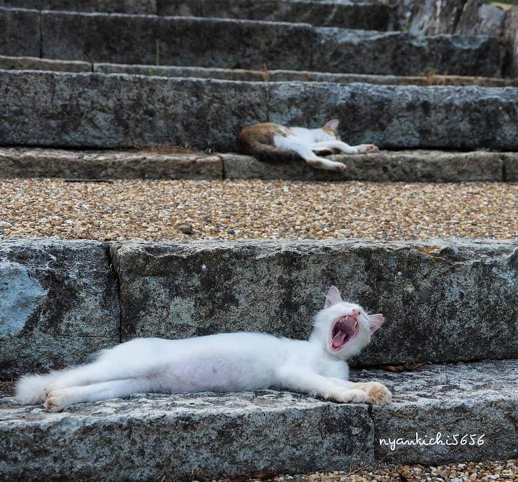 路地裏のにゃん吉さんのインスタグラム写真 - (路地裏のにゃん吉Instagram)「皆ボチボチやれにゃ～  #生き抜け野良猫 #แมว #igersjp#ねこ#猫#ig_japan#ねこ部#ふわもこ部#野良猫#にゃんすたぐらむ#みんねこ #cats#ファインダー越しの私の世界 #catsofinstagram#catstocker#instagramjapan##catloversclub#ペコねこ部#ピクネコ #東京カメラ部#icu_japan#team_jp_西 #고양이#nekoclub #catstagram#japan_photo_now #bestcatclub #loves_nippon#balousfriends#ファインダーは私のキャンパス」6月10日 22時10分 - nyankichi5656