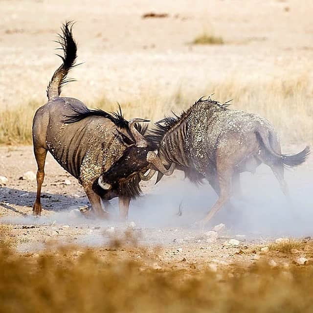 アメリカ自然史博物館さんのインスタグラム写真 - (アメリカ自然史博物館Instagram)「Charging into the week like the blue wildebeest (Connochaetes taurinus)? While its cow-like horns and frame may lead you to think it’s a bovine, the blue wildebeest is actually a member of the antelope family. Found widely across Africa, the massive animal can weigh as much as 595 pounds (270 kilograms). But its hefty weight doesn’t hinder its ability to run fast; wildebeest can move at speeds around 50 miles (80 km) per hour! Well-known for its annual northbound migration, a wildebeest will join nearly 1.5 million of its kind in search of grazing opportunities. Herds of zebras and gazelle join wildebeest on their journey, which takes place around May and June. Photo: Yathin S Krishnappa」6月10日 13時23分 - amnh