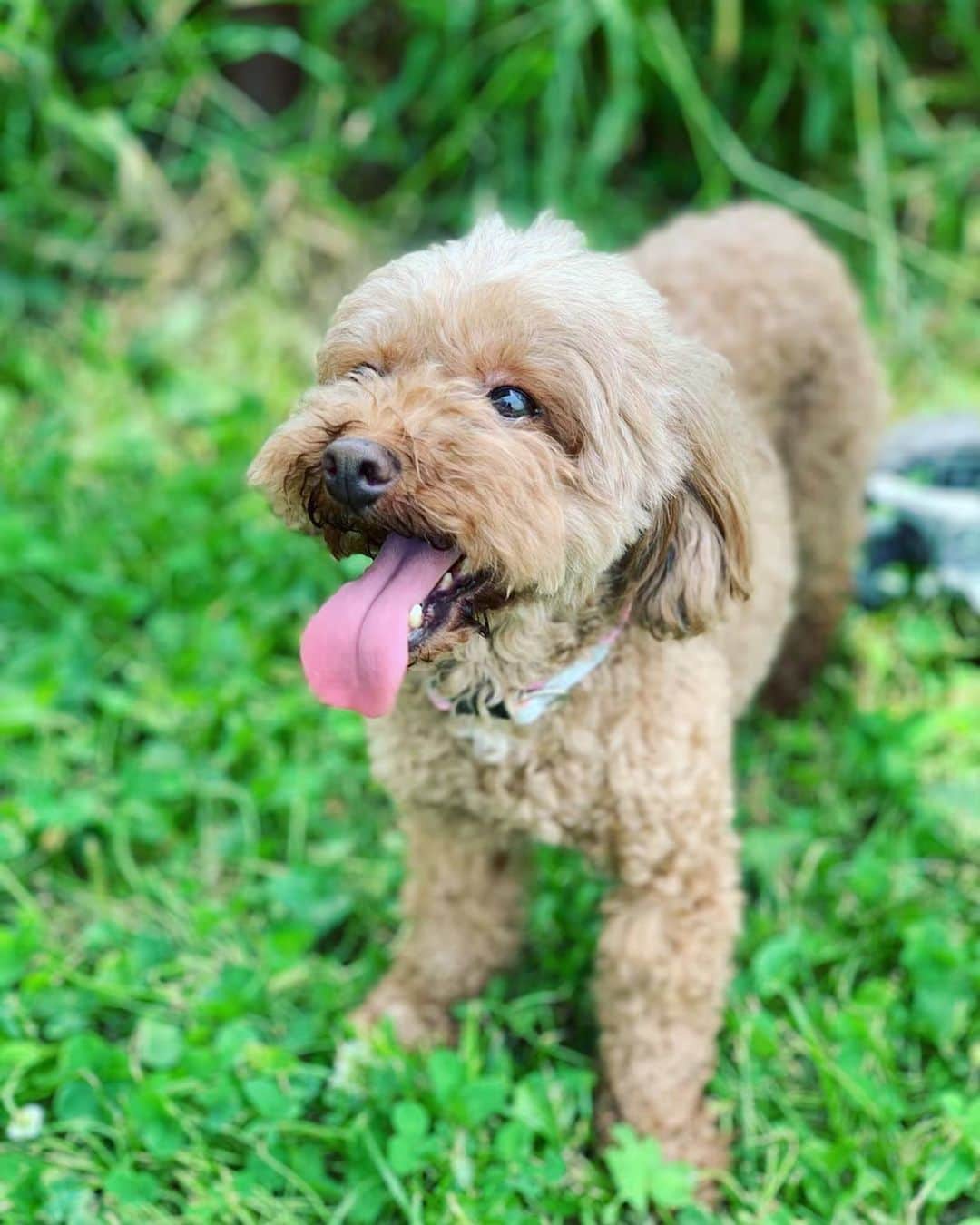 森あやこのインスタグラム：「⠀ ⠀ 둘도 없는 사람이에요.👼🏻 ⠀ ⠀ #dogstagram  #followforfollowback #followme#follow4follow #instagram#instafashion #instapic#instagood#instalike #愛知#名古屋#栄#伏見#矢場町#aichi#nagoya#sakae #fushimi#yabacho」