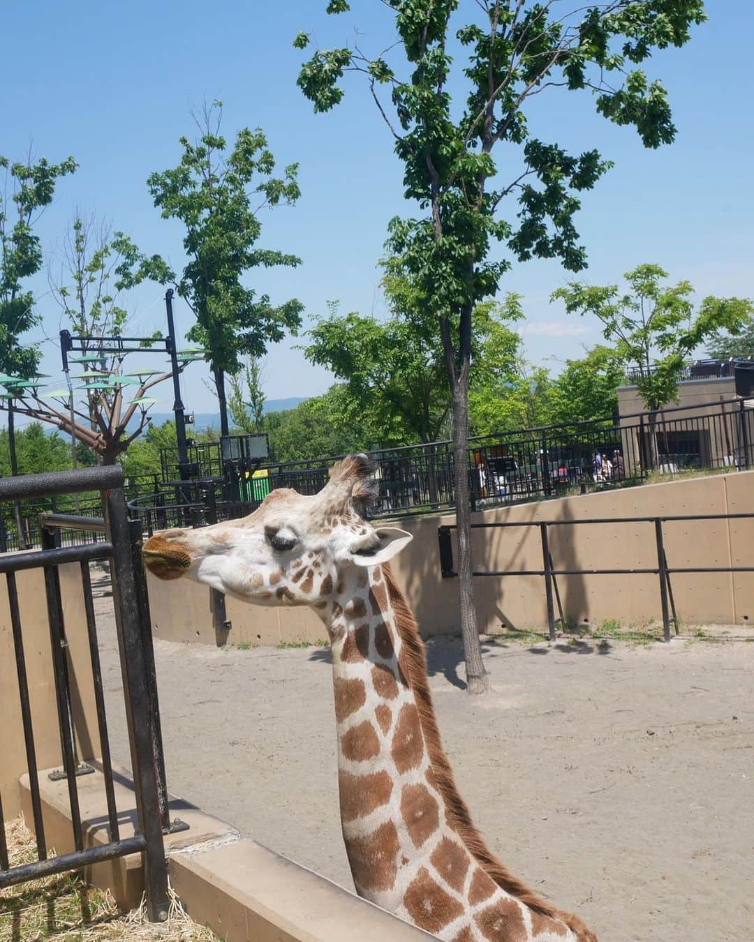 大政絢さんのインスタグラム写真 - (大政絢Instagram)「旭山動物園に！動物との距離も近くて天気も良くてあっという間に時間が過ぎて行ったな〜！ #佐々木希 さん#旭山動物園#北海道旅行」6月10日 14時39分 - aya_omasa_official