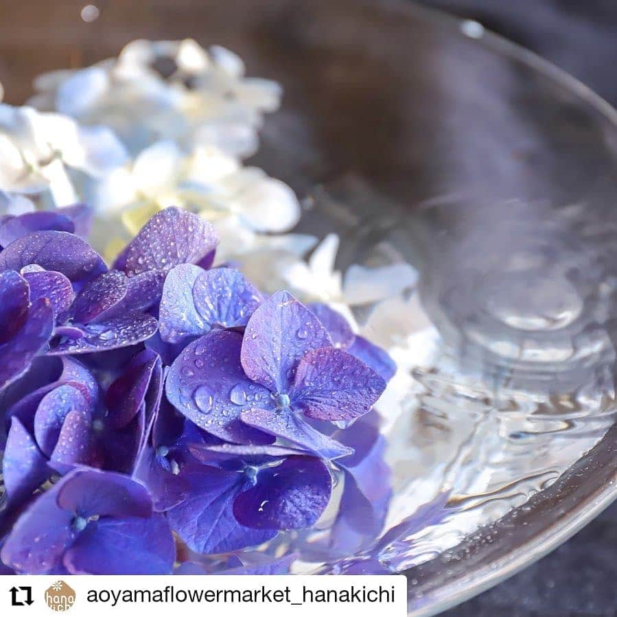 のインスタグラム：「雨と紫陽花▷▷ - 今日も東京は雨。ですが咲き始めた紫陽花にとっては恵みの雨なのかもしれません。 - 紫陽花の学名“ハイドランジア”は水の容器という意味があるほど、水が大好きな花。ご自宅で鑑賞するときはたっぷりの水でいけてあげるのがポイントです。 - 写真ではガラスの器に飾ってありますが、紫陽花の葉の部分には毒があるので口にしないように注意してくださいね。 - - #紫陽花#あじさい#梅雨#梅雨空にあじさい#flower#hydrangea#rainyseason#aoyamaflowermarket」