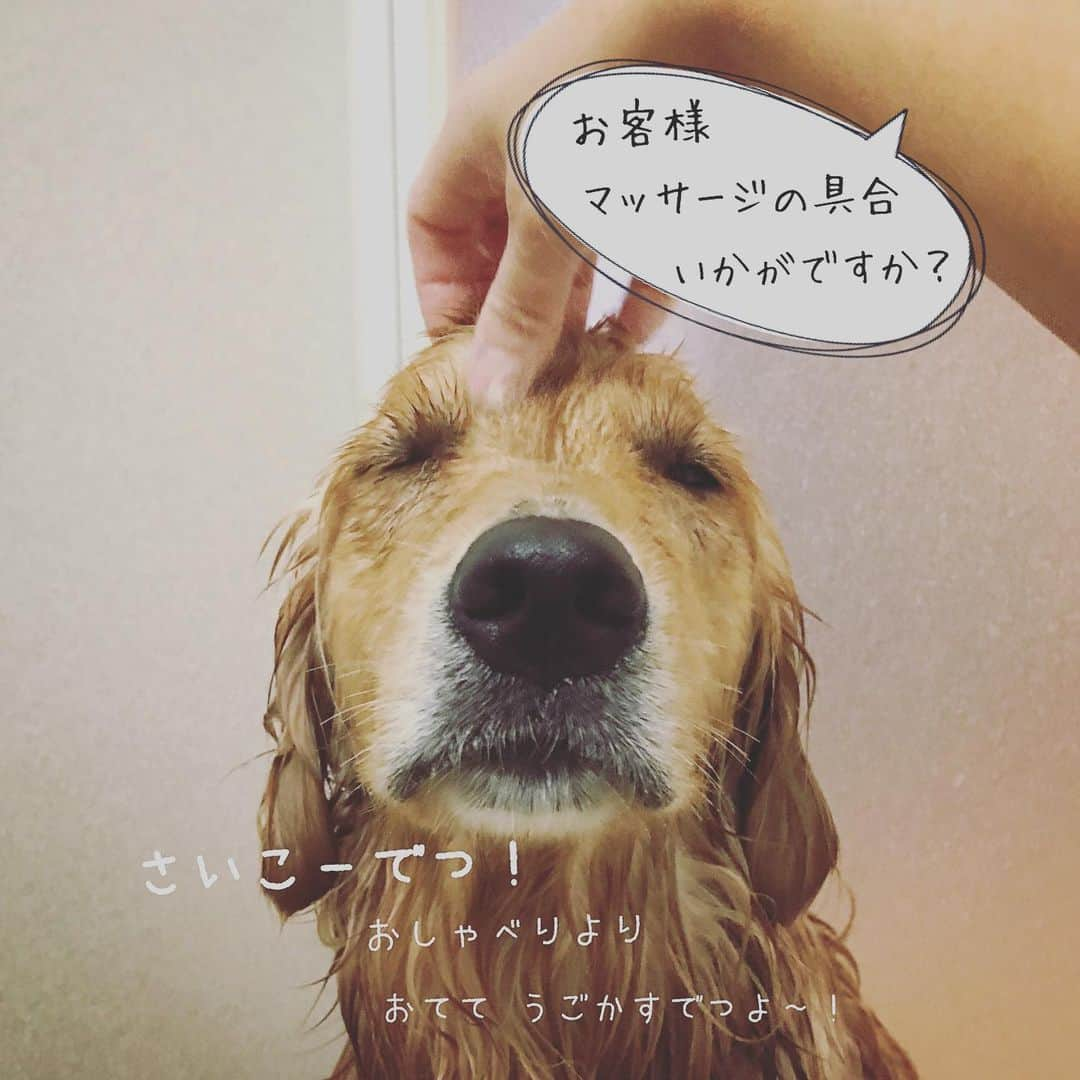 ikumiさんのインスタグラム写真 - (ikumiInstagram)「* * 6/10/2019⛅️ . Shampoo day 🚿 . 気持ち良くて何よりです…。 獣臭もスッキリ！ . 今週もよろしくね！ * * #goldenretriever#golden#retriever#instadog#犬バカ部#ふわもこ部#大型犬のいる暮らし#ぴーすっ子#shampooday#ヴィヴィの育児日記#2019年6月」6月10日 16時19分 - ikumi.betty_jupiter