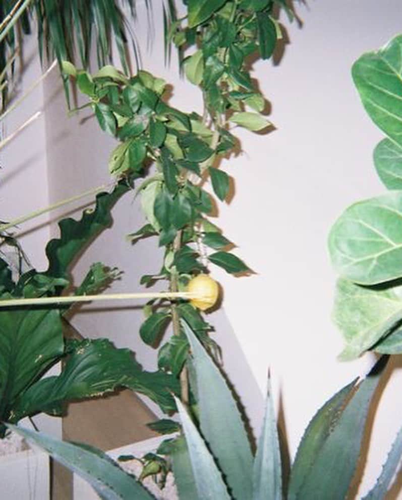 空美さんのインスタグラム写真 - (空美Instagram)「檸檬の木が最高だった🍋  #bottegaveneta #ボッテガヴェネタ銀座」6月10日 16時34分 - cumi_jungle