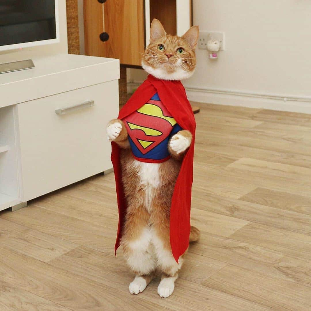 Aww Clubさんのインスタグラム写真 - (Aww ClubInstagram)「I have to go now my planet needs me 📷@saff_pstm  #meowed #gingerkitty #superman #cosplay #flerken」6月10日 16時39分 - meowed