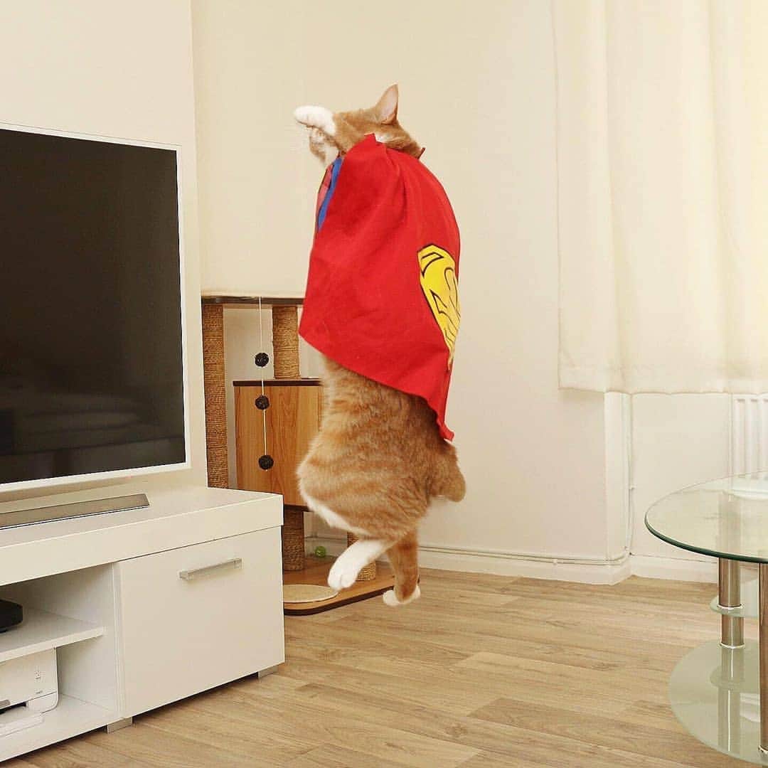 Aww Clubさんのインスタグラム写真 - (Aww ClubInstagram)「I have to go now my planet needs me 📷@saff_pstm  #meowed #gingerkitty #superman #cosplay #flerken」6月10日 16時39分 - meowed