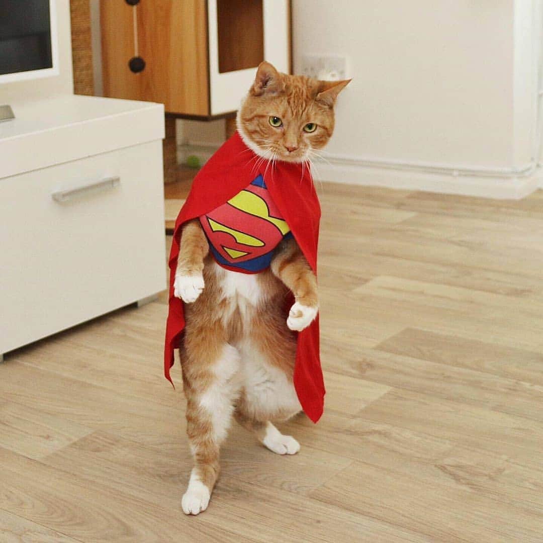 Aww Clubさんのインスタグラム写真 - (Aww ClubInstagram)「I have to go now my planet needs me 📷@saff_pstm  #meowed #gingerkitty #superman #cosplay #flerken」6月10日 16時39分 - meowed