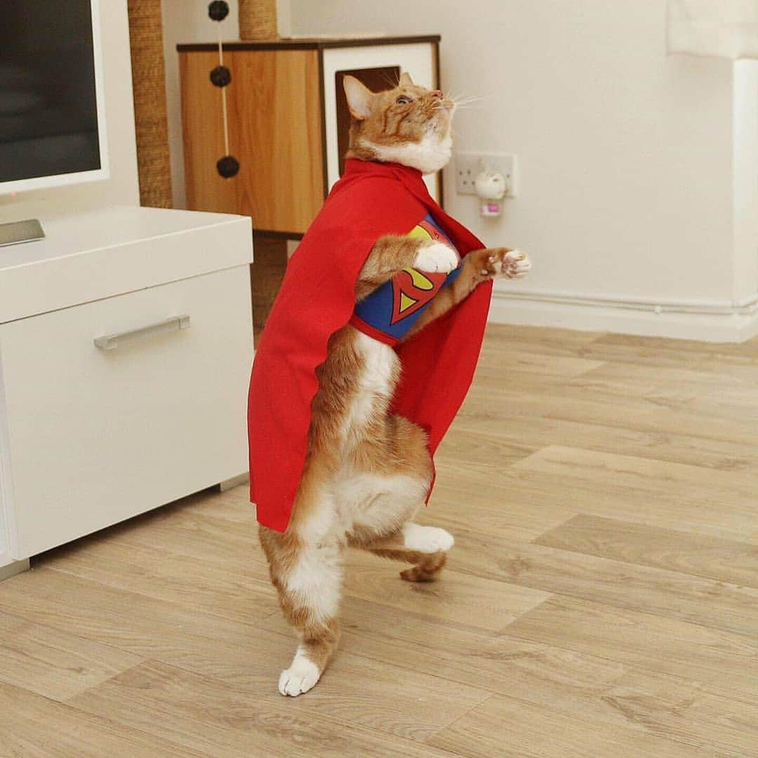 Aww Clubさんのインスタグラム写真 - (Aww ClubInstagram)「I have to go now my planet needs me 📷@saff_pstm  #meowed #gingerkitty #superman #cosplay #flerken」6月10日 16時39分 - meowed