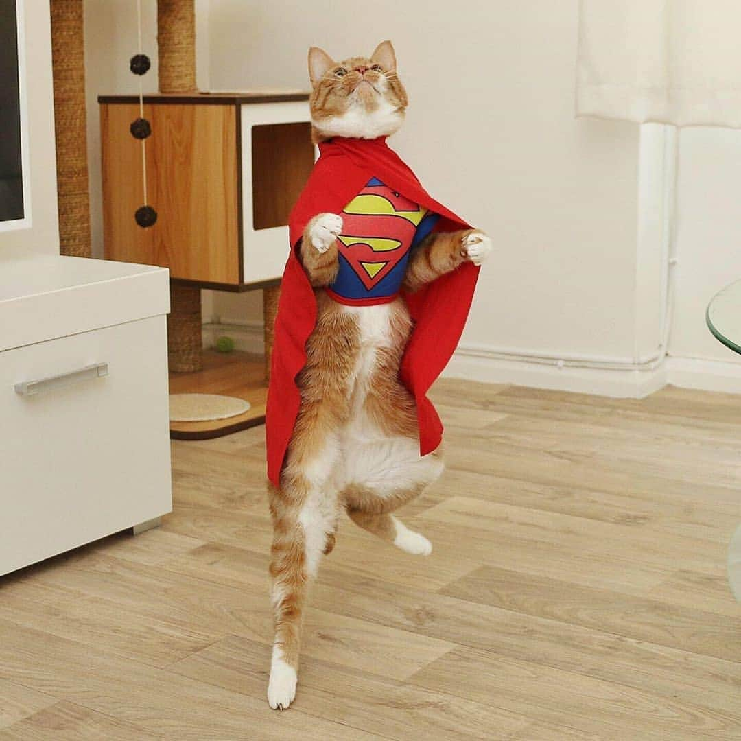 Aww Clubさんのインスタグラム写真 - (Aww ClubInstagram)「I have to go now my planet needs me 📷@saff_pstm  #meowed #gingerkitty #superman #cosplay #flerken」6月10日 16時39分 - meowed