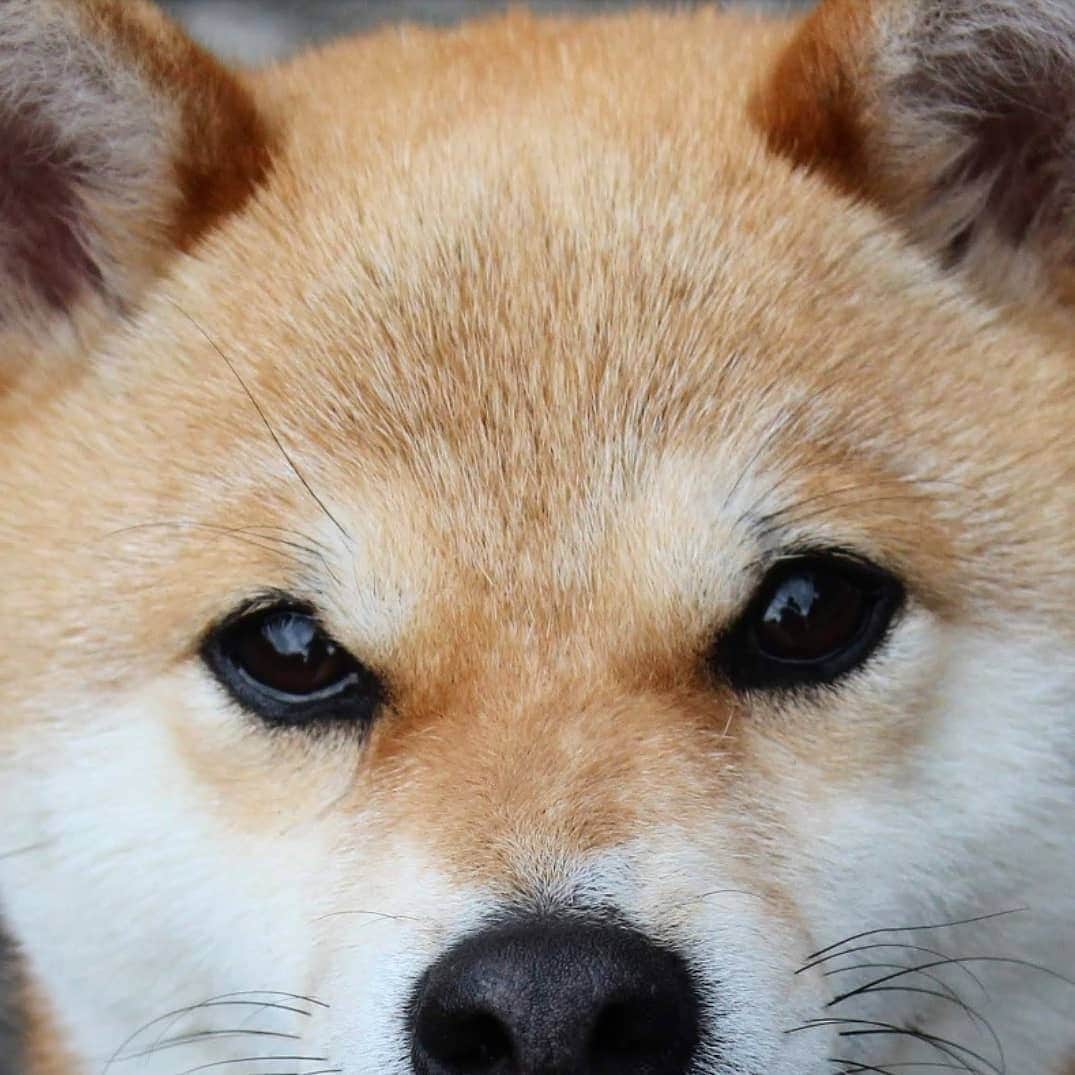 柴犬たま Shibainu Tamaさんのインスタグラム写真 - (柴犬たま Shibainu TamaInstagram)「ちょっとカモメさん怪しくない？🙄 * Caption trans🇬🇧 A gull came to Meekeh's eyebrows?🙄 * #たま家族 #柴犬ミケ #一眼レフ #一眼レフカメラ #カモメさん到来 #またあの季節が #どアップ #かなりひし形 #柴犬 #shiba #shibainu #shibastagram #犬 #dog」6月10日 16時47分 - tama7653